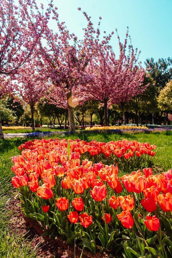 شکوفه‌های کادیکوی 