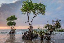 جنگل حرا قشم؛ مقصدی متفاوت برای عاشقان طبیعت و سفر جنگل حرا قشم؛ مقصدی متفاوت برای عاشقان طبیعت و سفر