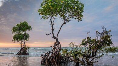 جنگل حرا قشم؛ مقصدی متفاوت برای عاشقان طبیعت و سفر