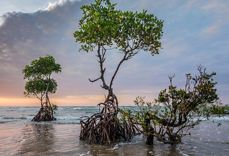 جنگل حرا قشم؛ مقصدی متفاوت برای عاشقان طبیعت و سفر جنگل حرا قشم؛ مقصدی متفاوت برای عاشقان طبیعت و سفر